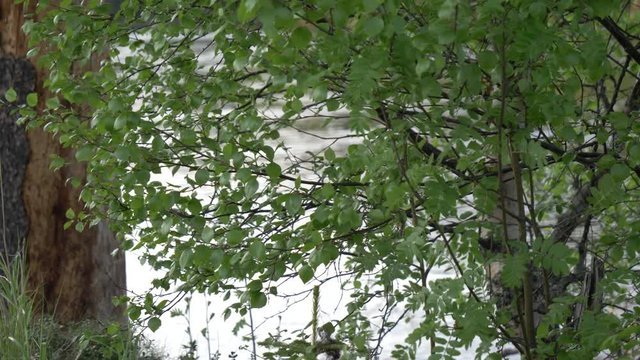 Close shot of plants moving slowly with the wind with the river flowing behind in Norway.