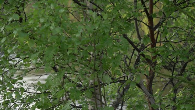 Slow pan shot of green tress close to a river on a summer day in Norway.