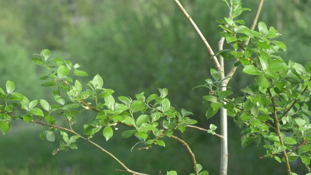 Close shot of plants and branches moving slowly with the wind in a forest in Norway.