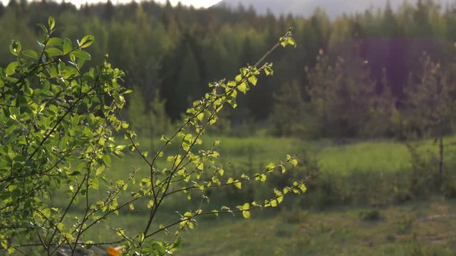 Slow pan to the mountains in a forest of Norway during the sunset.