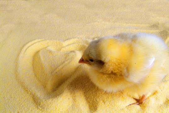 3 day chick on flour
