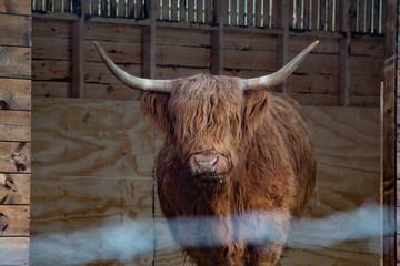 Scottish hair cow