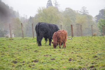 Cows in the rain