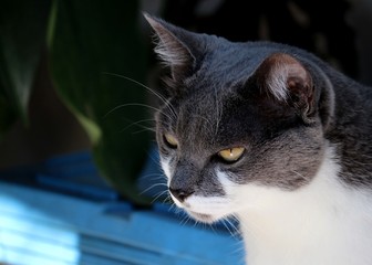 grey and white cat looking away
