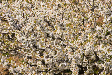 Detail of white cherry blossoms in Valdastilla, Valle del Jerte