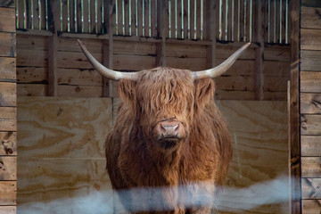 Scottish hairy cow