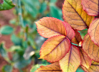 Naklejka na ściany i meble wet autumn leaves close up, natural background