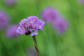 Armeria maritima, purple flower-head on green background