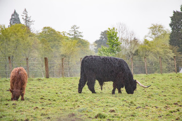Scottish cows in the rain