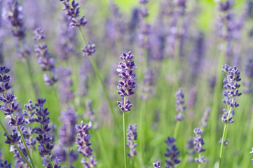 Obraz premium Lavender on a bright sunny day