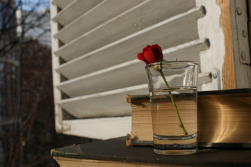 red rose and old antique book
