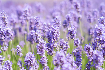 Lavender on a bright sunny day