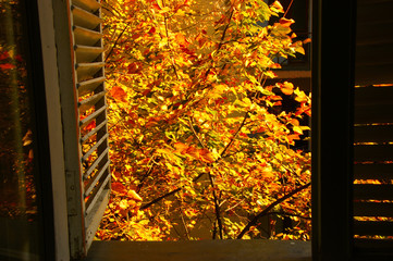 autumn colors through the old window. view of the golden colors of autumn through an old vintage window with wooden shutters