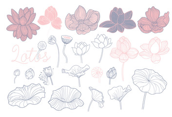 Lotus flowers set. Outline. Hand drawn style. Lotus and leaves design for wedding invitations, greeting cards, packages, T-shirts, labels, patterns