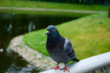 Beautiful pigeon on the bridge in the park by the river.