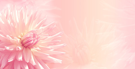 Floral pink beautiful background. Flowers and petals of a Blush Pink dahlia. Close-up. Flower composition. Greeting card for the holiday. Nature.