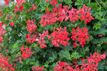 pelargonium red flowers