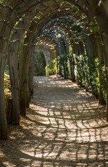 Obraz premium Plant Tunnel in the gardens of the Jardins de Marqueyssac in the Dordogne region of France