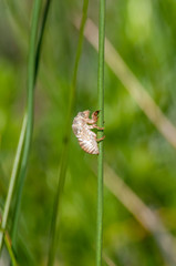 Locust Exoskelton