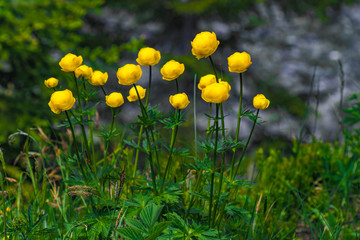 Butterblumen im Frühling