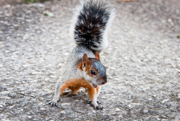 Squirrel in Mexican park Chapultepec, Mexico City
