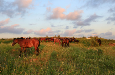 Horses graze in a summer field in the evening light in the Moscow region