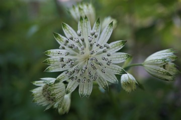 Astrantia White Giant