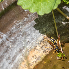 Wasp (Polistes dominula) drinking water from a peel in the garden on a hot sunny day.