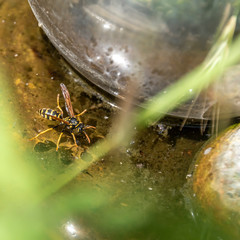 Wasp (Polistes dominula) drinking water from a peel in the garden on a hot sunny day.