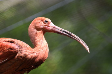 Bird portrait