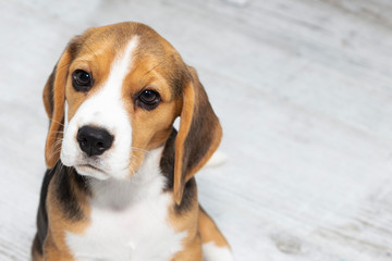 little cute tricolor Beagle puppy, sad look.