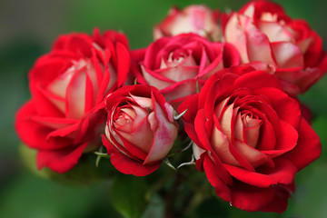 colorful flowers in summer garden