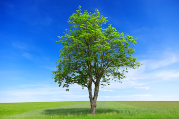  Tree with meadow and blue sky