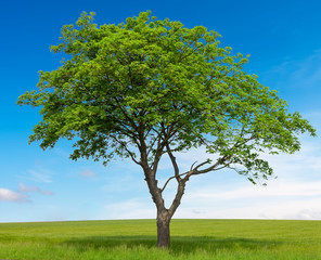 Fototapeta na wymiar Tree with meadow and blue sky