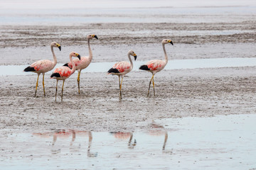 flock of flamingos