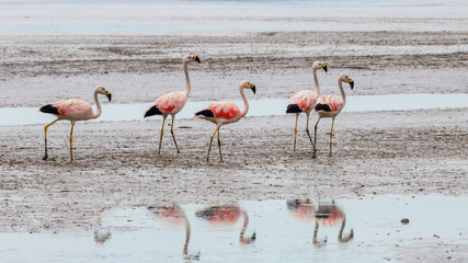 Obraz premium flock of flamingos