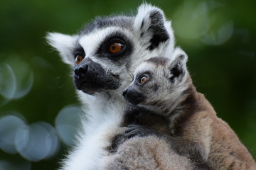 Ring tailed lemur family © Bors