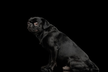 Gorgeous Petit Brabanson Dog Sitting and Looking at side on isolated black background, profile view