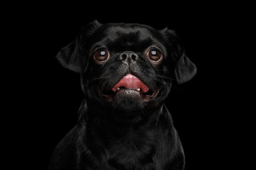 Portrait of Smiling Petit Brabanson Dog Amazement Looking in camera on isolated black background, front view