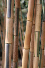 bambou