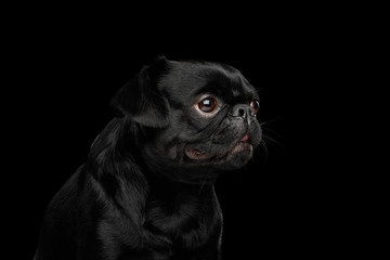 Portrait of Petit Brabanson Dog Looking at side on isolated black background, profile view