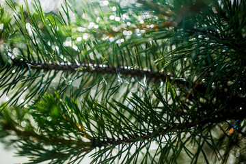 Fototapeta premium Needles of pine branches on the background of splashing water