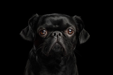 Portrait of Petit Brabanson Dog gazing with hope on isolated black background, front view