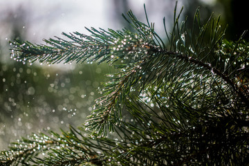 Needles of pine branches on the background of splashing water
