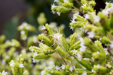 Pareja de arañas cangrejo apareándose sobre ramita de flores de orégano.