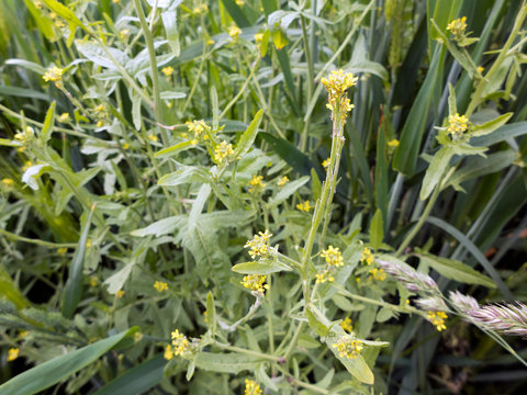 Die Wegrauke, Sisymbrium officinale auch Echte Rauke oder Gewöhnliche Rauke genannt, ist eine Pflanzenart aus der Gattung der Rauken innerhalb der Familie der Kreuzblütler und wächst oft am Wegesrand 