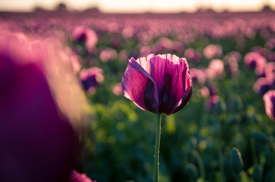 Detail Of Isolated Purple Poppy (opium Poppy) Flower. Papaver Somniferum.