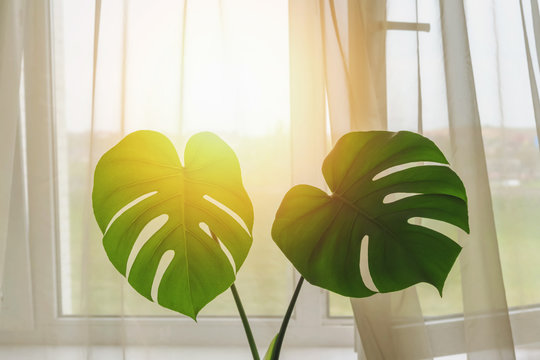 Sunlight Penetrates Into Bedroom Through Open Window, Fresh Wind Blows Transparent Curtain And Large Green Leaves Of Monstera Flower, Airing And Cooling Room In Summer Without Using Air Conditioner