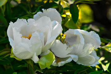 White peonies in spring bloom in the garden.