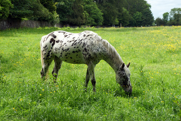 Naklejka na ściany i meble Spotted horse grazing on the lush grass of the 